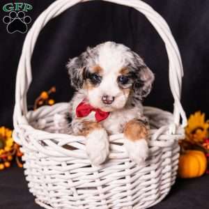 Rodger, Mini Bernedoodle Puppy